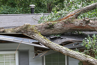 house roof damaged with tree on top